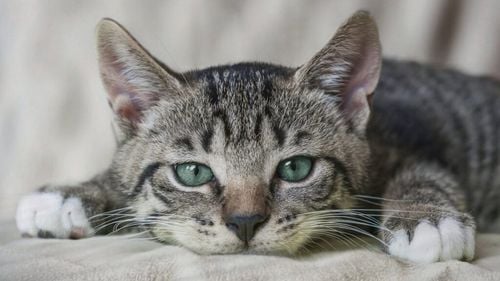 Virusul West Nile nu afectează doar oamenii. Ce trebuie să știe toți stăpânii de pisici / Cum îți protejezi felina de acest inamic invizibil