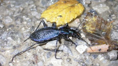 Cercetătorii britanici montează "mini-rucsacuri" pe gândaci pentru studierea mişcărilor insectelor în habitatele naturale