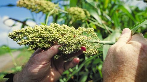 Sorgul, prezentat adesea drept o plantă adaptată schimbărilor climatice, decimat de secetă în SUA