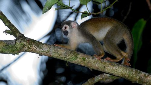 Douăsprezece maimuţe-veveriţă, furate de la o grădină zoologică din statul american Louisiana