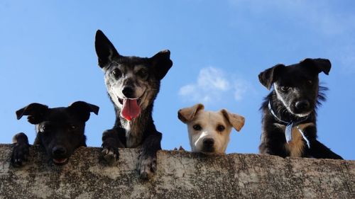 Marea Britanie impune teste obligatorii pentru câinii importați din România: risc crescut de Brucella canis