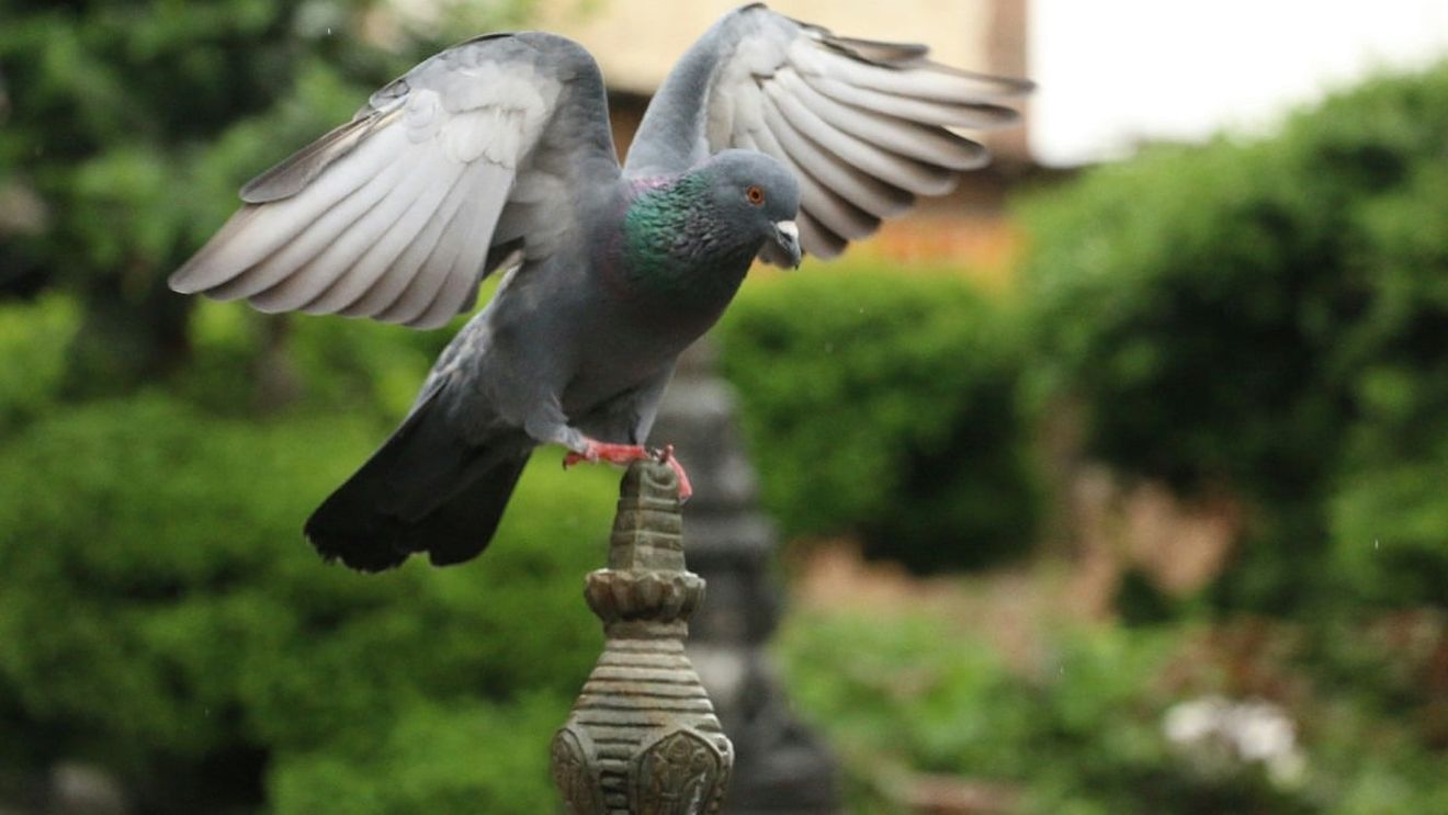 Locuitorii unui oraș din Marea Britanie curăță excrementele de porumbel înainte de festivalul anual de poezie