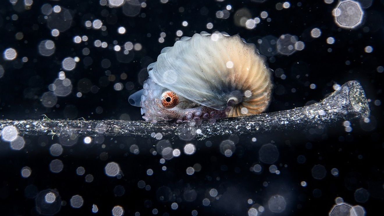 Un fotograf amator a câștigat premiul Ocean Photographer of the Year / În imagine, un argonaut plutind în derivă pe resturi oceanice