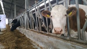 Programul ”cornul și laptele” din județul Vrancea rămâne doar ”cornul”. Furnizorul nu mai găsește lapte după ce fermierii au renunțat la animale
