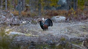 VIDEO Pauza de respirație: Rotitul cocoșului de munte, unul dintre cele mai spectaculoase ritualuri nupțiale, surprins în pădurile Parcului Natural Apuseni