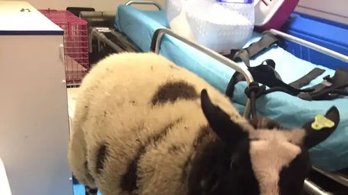 Un român băut a furat o oaie  dintr-un zoo din Amsterdam / Îngrijitorii susțin că animalul urma să fie mâncat