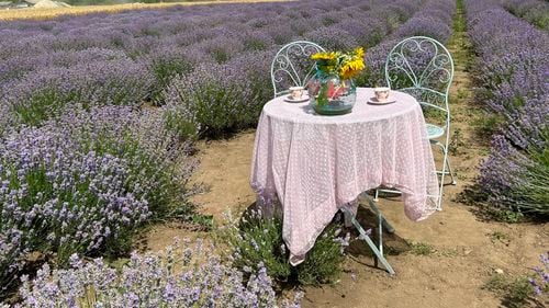 FOTO Ești la mare de Rusalii și vrei și altceva în afară de bronz și baie? Nu rata instagramabilele de la festivalul de lavandă Boutique Lavender Fest