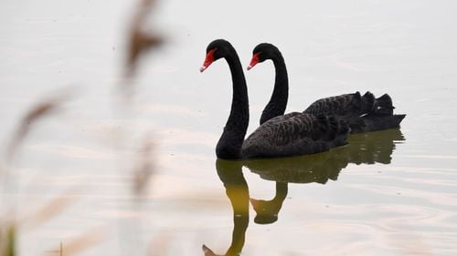 Ce lebede negre ar putea să apară în 2025: Politico analizează „scenariile incredibile” care ne-ar putea bulversa viața în anul care tocmai a început