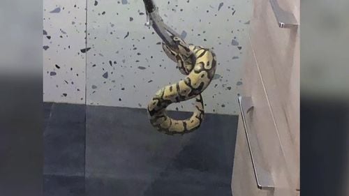 Un bărbat din București a găsit un piton în baie, în mijlocul nopții. Proprietara spune că nu e prima dată când scapă