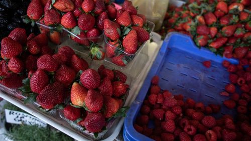 Proiect UDMR: Producătorii de căpşune pot beneficia de sprijin financiar în valoare de 10.000 lei/hectar