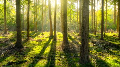 Comisia Europeană a lansat o nouă strategie forestieră și vrea 3 miliarde de copaci plantați în UE până în 2030