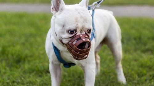 Agresivitatea câinelui nu este cauzată de rasă, ci de stăpân. Concluziile unui studiu tulburător despre rasele de câini