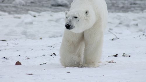 WWF contribuie la facilitarea comerțului cu blană de urs polar, arată o anchetă