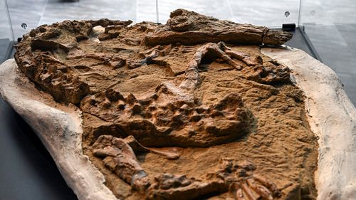 O fosilă din Antarctica ar putea aparţine unui strămoş al raţelor din epoca dinozaurilor