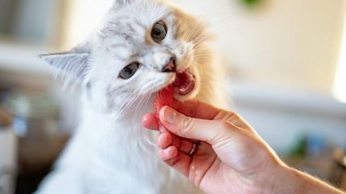 Recompensele și mâncarea pentru pisici sunt cele mai profitabile segmente de pe piața europeană de hrană pentru animale de companie