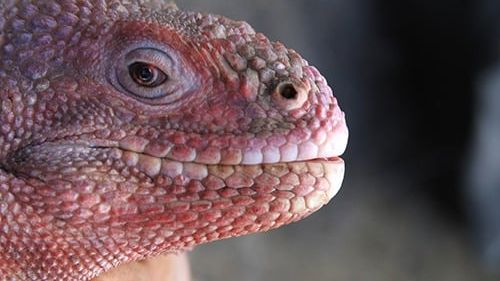 STUDIU Iguanele au migrat 8.000 de kilometri, peste Pacific, pe "plute" de vegetaţie, acum 34 de milioane de ani