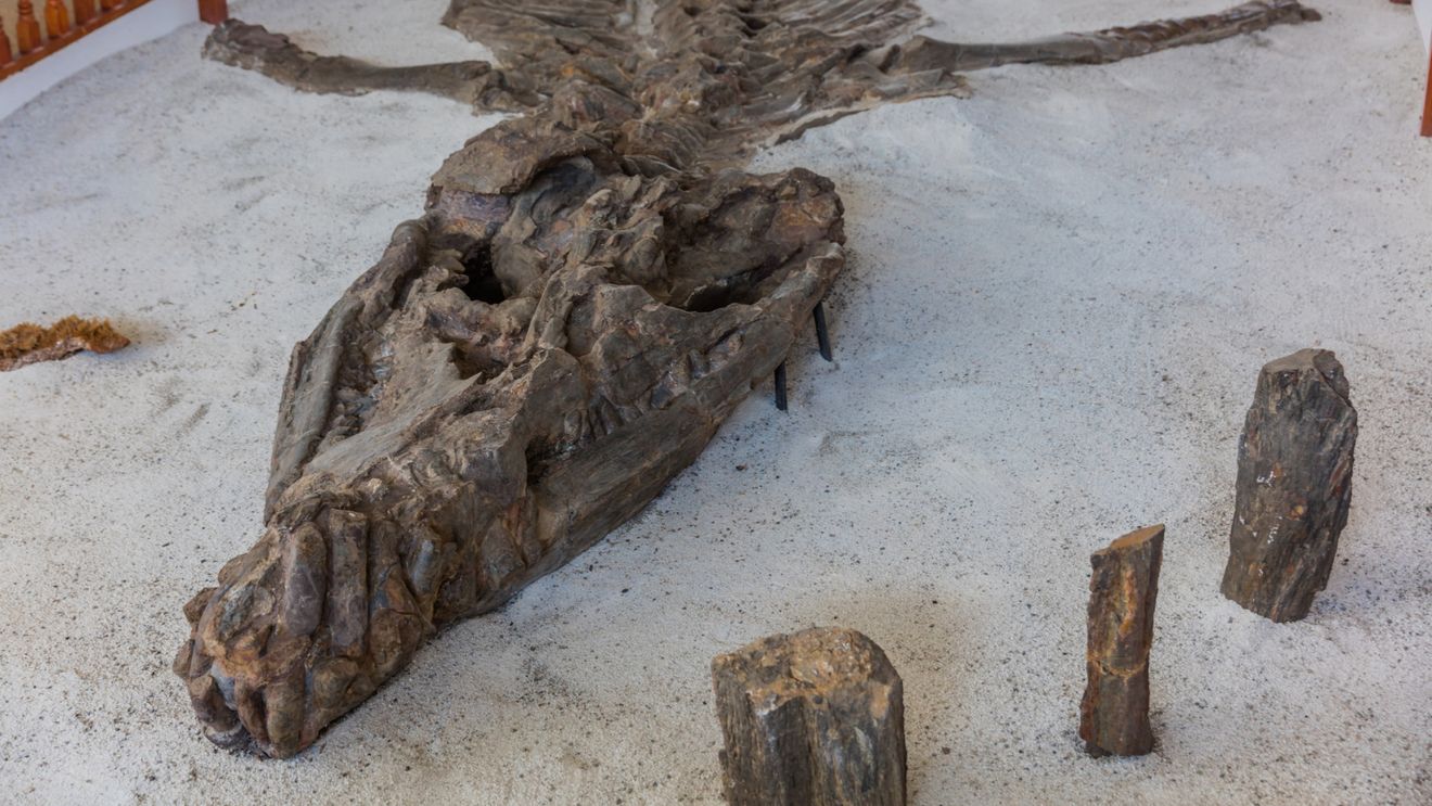 Un dinozaur dintr-o nouă specie, descoperit în America de Sud cu un os de crocodil în fălci