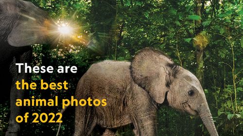 Revista National Geographic și-a concediat ultimii redactori din echipă: "Schimbările de personal nu vor schimba capacitatea noastră de a face această muncă"