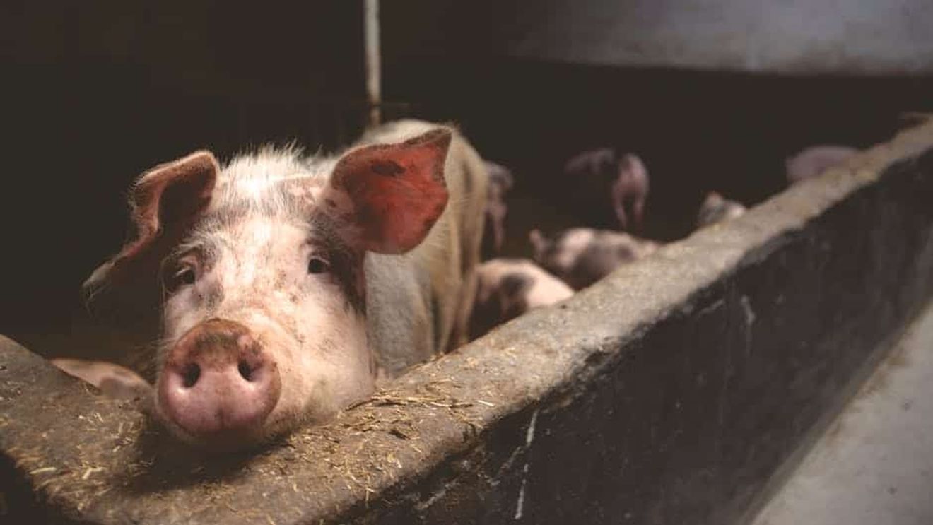 Preţul cărnii de porc se estimează că va creşte cu minimum 25% pentru consumator