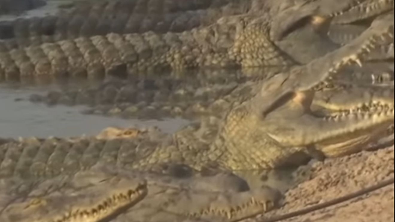 Israelul a ucis sute de crocodili la o fermă din Cisiordania, de teama că ar putea fi folosiți ca arme într-un atac terorist