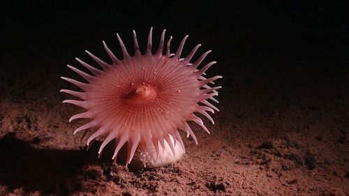 O expediție în adâncurile oceanului surprinde imagini uimitoare cu creaturi din zona minieră a Pacificului