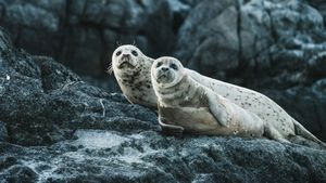 Aproximativ 2.500 de foci au fost găsite moarte pe coasta rusă a Mării Caspice. Cauza: „Factori naturali” / Focile caspice se află pe lista animalelor pe cale de dispariție încă din 2008