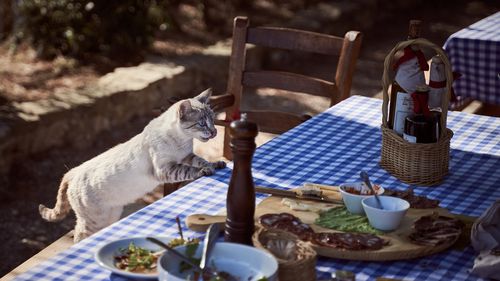 15 alimente pentru oameni care pot fi consumate în siguranță și de pisici