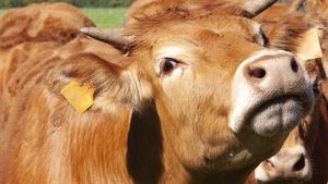 O turistă a murit în Austria, după ce a fost atacată de o cireadă de vaci / Autoritățile nu știu de ce animalele au devenit agresive