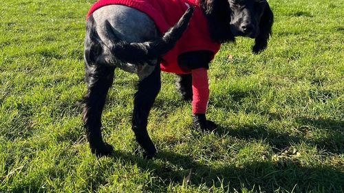 O cățelușă din rasa cocker spaniel, născută cu 6 picioare, a fost operată pentru îndepărtarea membrelor în plus/ Ariel era abandonată în parcarea unui supermarket din Țara Galilor