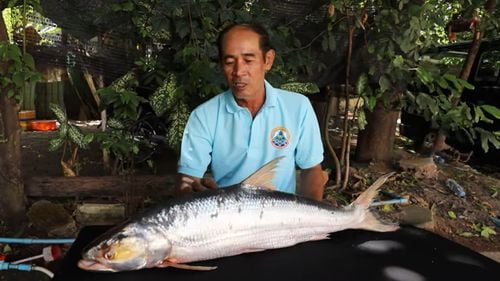 "Fantoma din Mekong" a ieșit la suprafață după aproape două decenii: O specie de crap care nu a mai fost documentată din 2005 a reapărut în Cambodgia