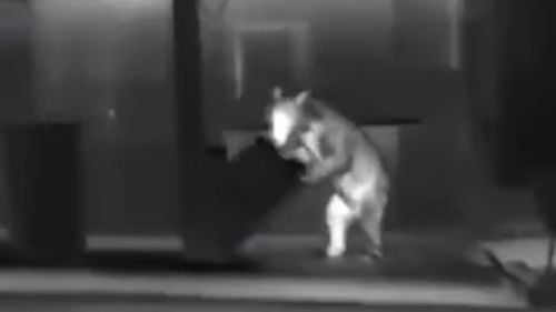 VIDEO Primăria Brașov cere intervenția de urgență a Ministerului Mediului pentru gestionarea situației urșilor din oraș / „Nu putem continua în ritmul acesta” / 44 de intervenții în ultimele două luni