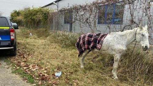 Un cal care agoniza pe marginea drumului a fost salvat de Poliția Animalelor în Călărași/ Proprietarul a fost amendat