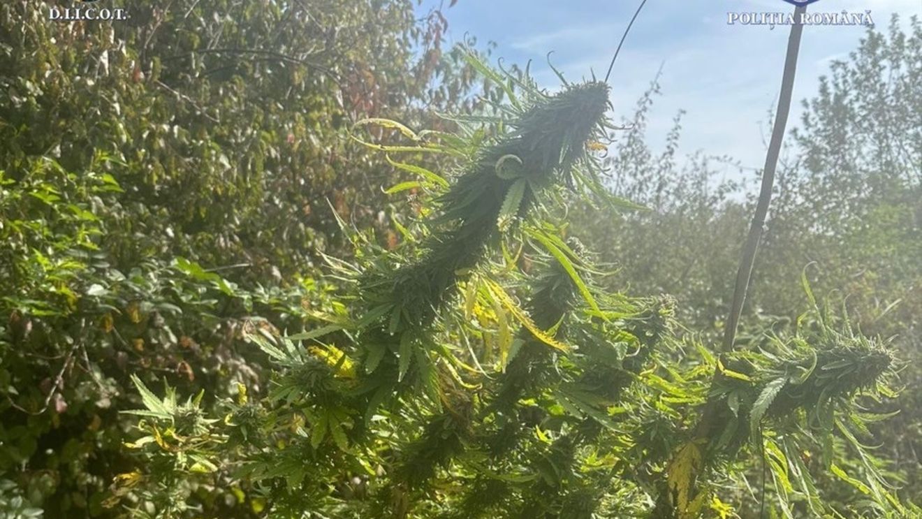 O cultură de cannabis a fost descoperită lângă Termocentrala Rovinari/ Zeci de ghivece, sub benzile de transport cărbune dezafectate 
