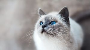 Un studiu dezvăluie o etapă importantă în istoria domesticirii pisicilor. Noile dovezi ADN arată că primele feline domestice au cucerit Europa acum 2.000 de ani, nu în neolitic, așa cum s-a crezut