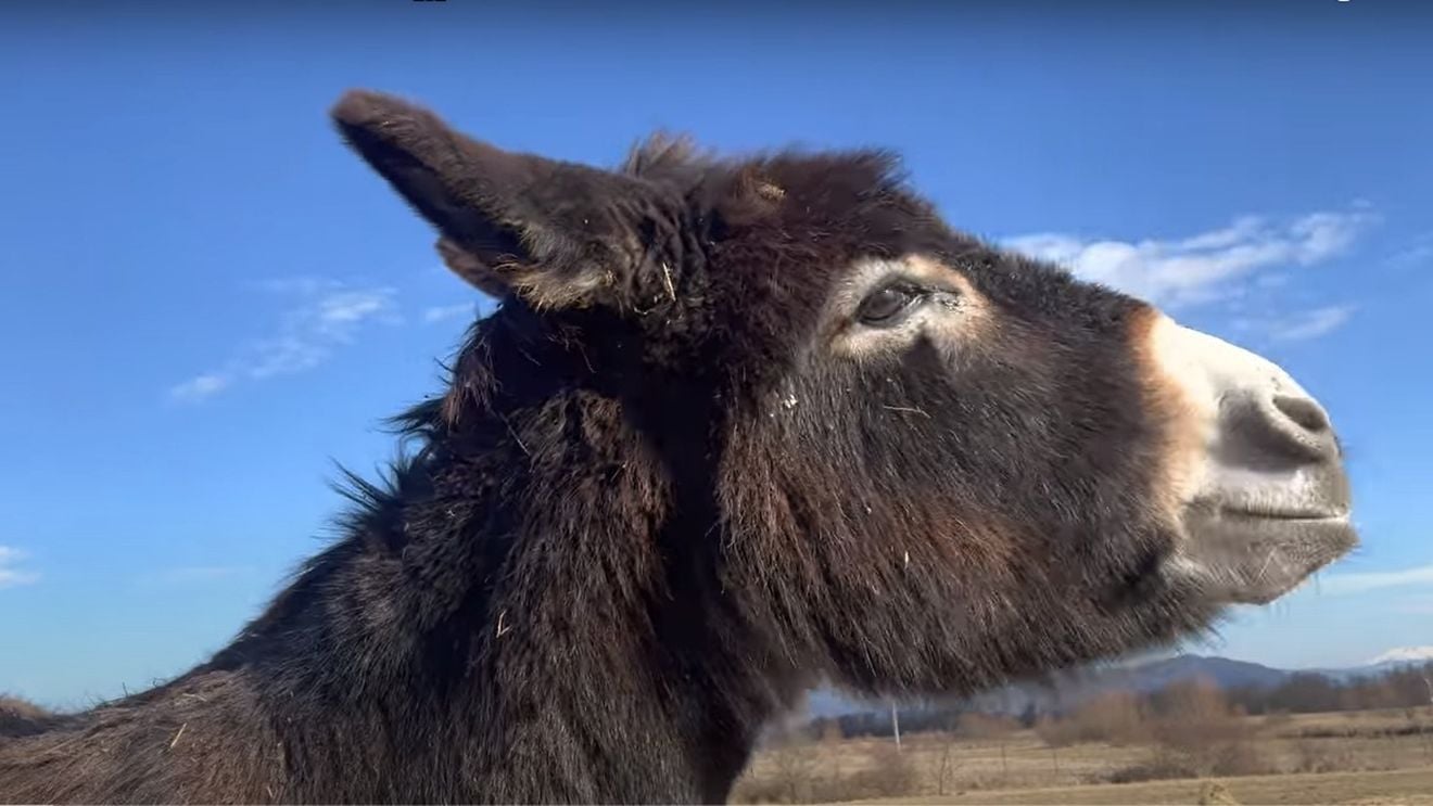 Cum a ajuns bardoul (hibridul rezultat dintre un armăsar și o măgăriță) în caietul de sarcini pentru execuția Autostrăzii Sibiu – Făgăraș. Răspunsul ironic al constructorilor la adresa CNAIR pentru erorile din licitația întârziată