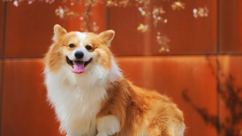 Câinele tău este mai sălbatic decât crezi, spune un studiu. Chiar și atunci când doarme, în organismul lui se activează instinctul de lup