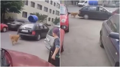 VIDEO: Poliția din Constanța a demarat o anchetă după ce un bărbat a fost filmat cu un câine legat de autoturismul pe care îl conducea