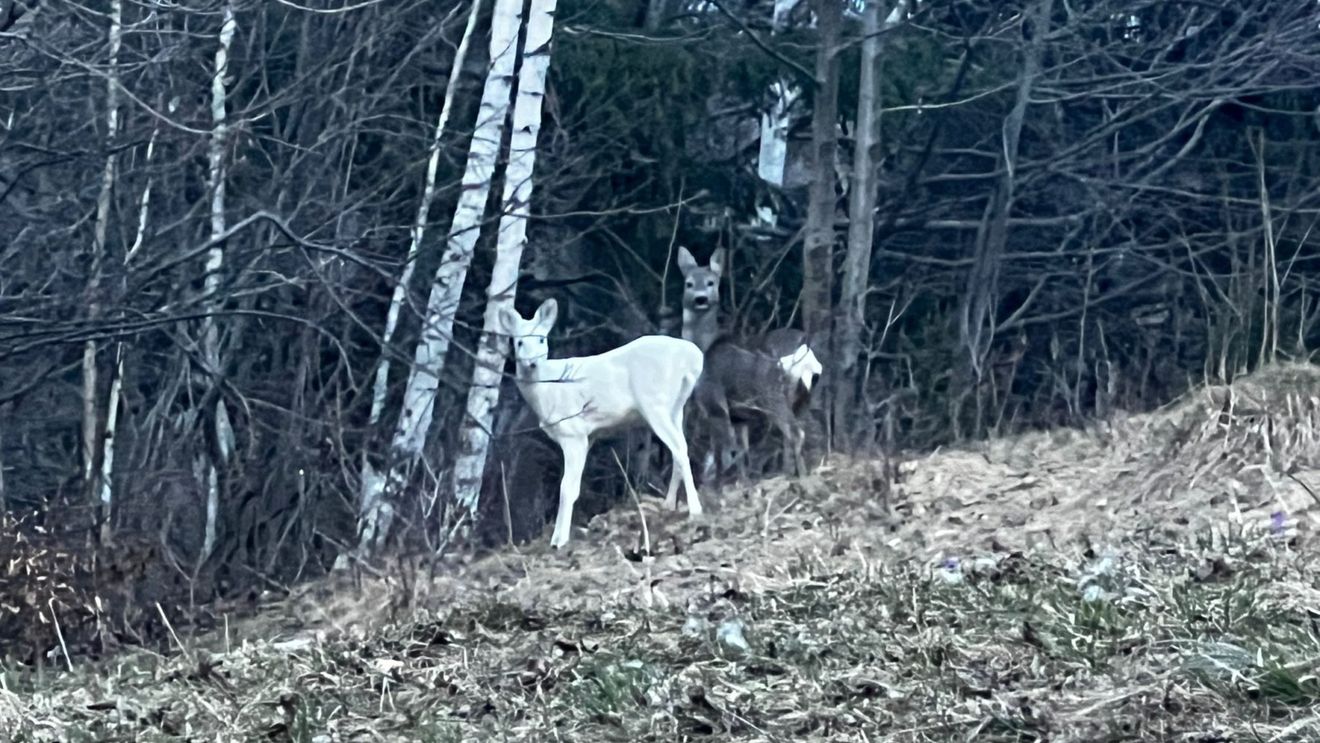 Imagini rare cu o căprioară albă, surprinse de jandarmii montani din Braşov