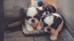 Târg de adopții de căței, organizat sâmbătă în București