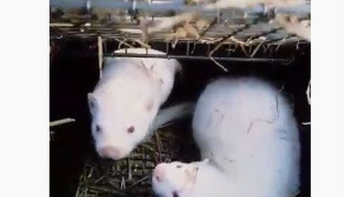 Noul coronavirus a fost depistat la nurci din două ferme din Grecia/ Exporturile de blănuri generează 70 de milioane de euro pe an