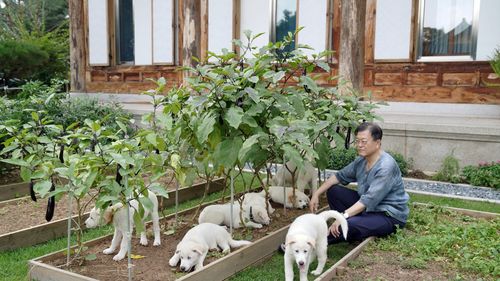 Preşedintele Coreei de Sud, Moon Jae-in, vrea să interzică consumul cărnii de câine şi pisică