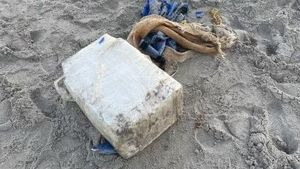 Rechinii din largul coastelor Braziliei au fost testaţi pozitiv la cocaină