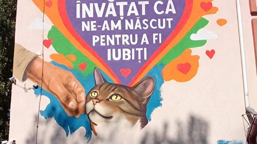 VIDEO EXCLUSIV | Povestea Lunei, pisica-mascotă a unei școli din Capitală: Dintr-un subsol plin de suferință, pe un mural care aduce zâmbete sutelor de elevi