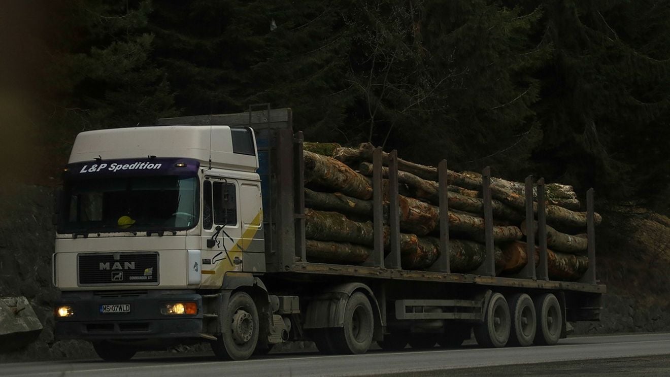 Senat: Amenzi între 1.000 şi 4.000 de lei pentru depăşirea volumului de lemne transportate - proiect adoptat / Amendă de până la 2.000 lei pentru un volum în plus cuprins între 0,1 si 1,5 mc