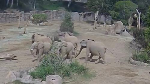 Cinci elefanţi de la grădina zoologică din San Diego, surprinşi formând un ”cerc de alertă” pentru a proteja un pui