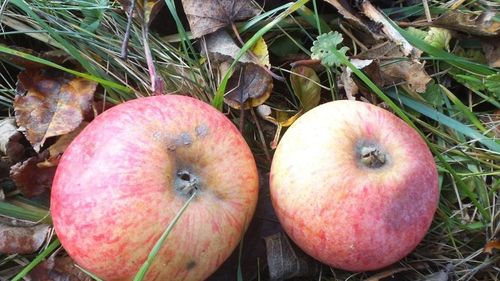 Rusia reia importul de fructe din Republica Moldova și alte patru state / Rusia folosește restricțiile pe principiul ”biciul și zăhărelul”