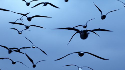 „Nu au pe cine să urmeze”: modul în care păsările migratoare folosesc mecanica cuantică pentru a naviga mii de kilometri