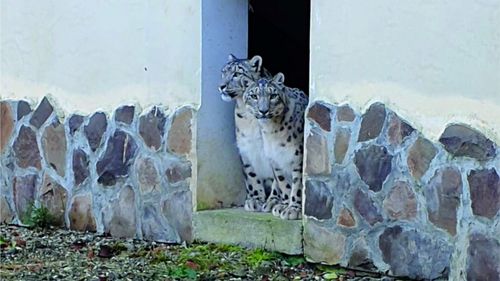 Vizitatorii Grădinii Zoologice din Brașov vor putea admira, începând de sămbătă, doi pui de leopard al zăpezilor