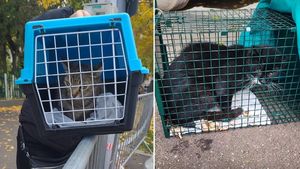 Asociația TNR luptă să salveze cât mai multe animale din blocul afectat de explozie în Rahova. Zeci de pisici capturate / Printre animalele salvate se află „Picioruș”, motanul cu trei piciorușe