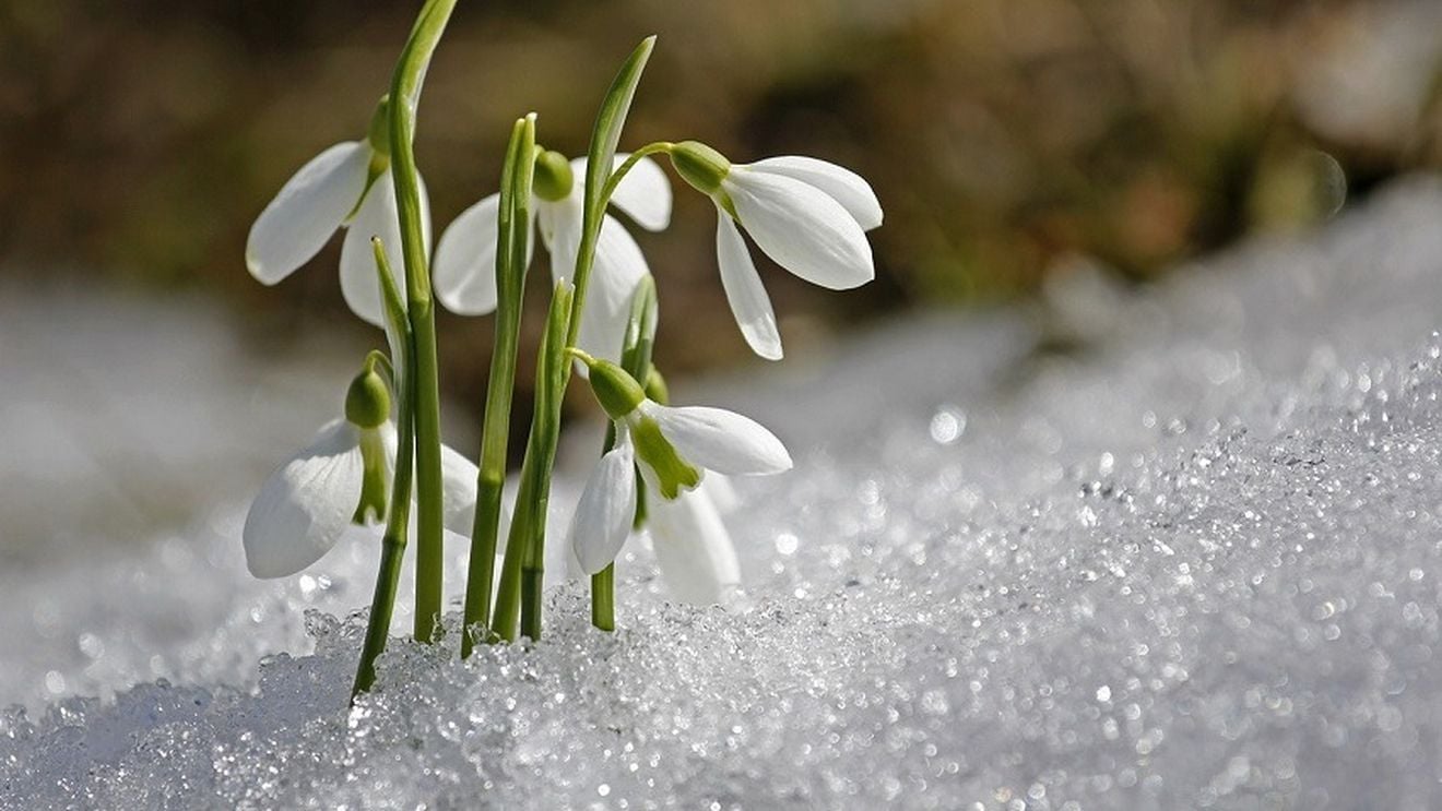 Record de temperatură, iarnă fără zăpadă şi ghiocei înfloriţi la Moscova. Precedentul record era din 1886